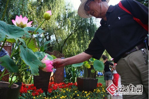 昆明：荷花节使用假荷花 管理处称"艺荷"造景非为造假