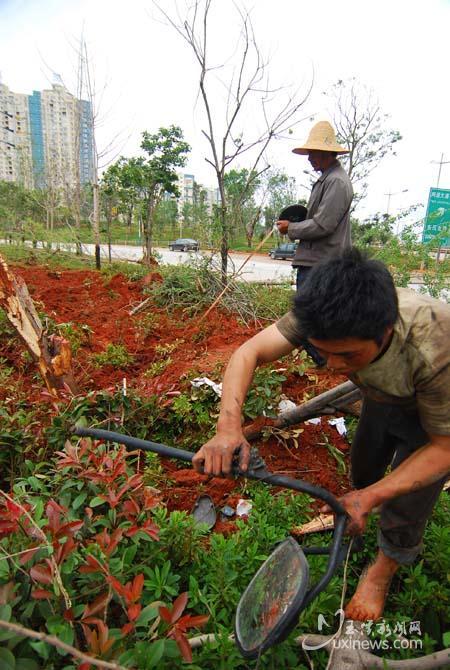 玉溪：大货车冲上绿化带 12株行道树遭殃（图）