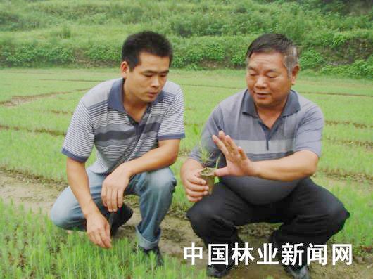 7月暴雨洪涝 十堰湿地松苗为啥未受灾