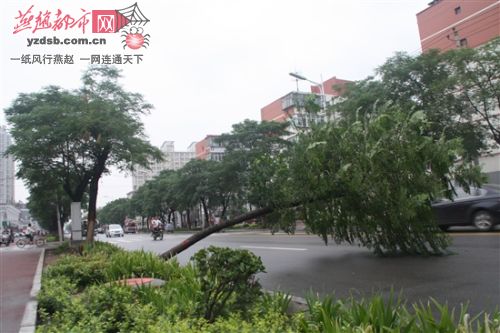 邢台：雨后行道树倒伏 两老一小被砸伤