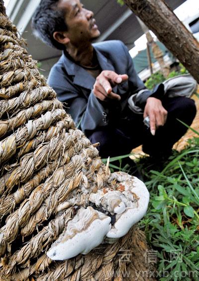 云南：绿化树上竟然长出灵芝？是真还是假