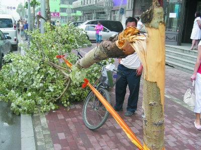 哈尔滨：一场大雨过后 200棵树木“卧倒”