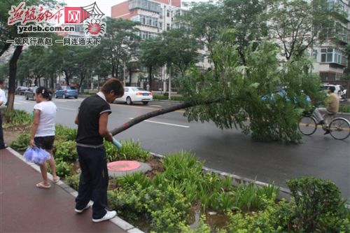 邢台：雨后行道树倒伏 两老一小被砸伤