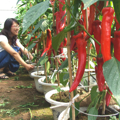 北京：蔬菜种进花盆里 观赏品尝两不误