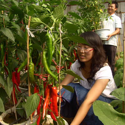 北京：蔬菜种进花盆里 观赏品尝两不误