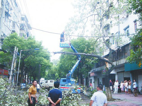 吉安：狂风暴雨“放倒”城区337棵大树