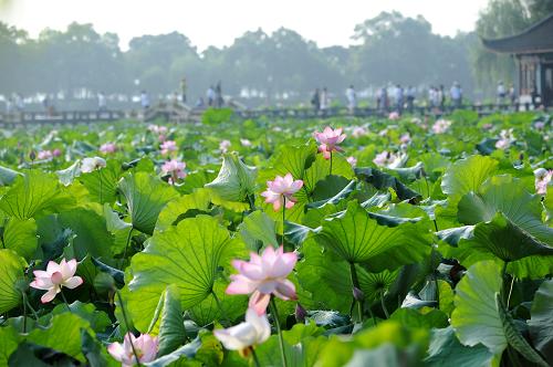 7月21日,杭州西湖边荷花盛开.