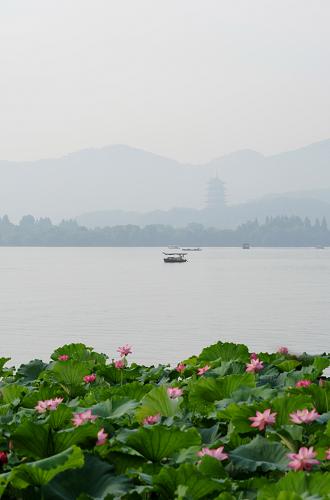 杭州：西湖夏日荷花盛放 美景醉游人