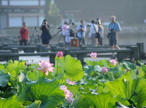 7月21日,杭州西湖边荷花盛开.