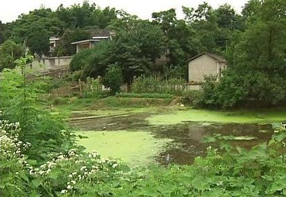 多地因利益致人水争地 湿地面积不断萎缩