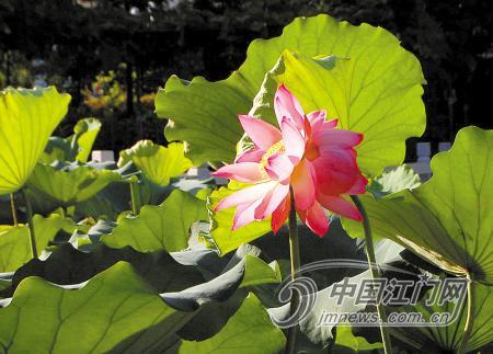 广东：江门幼师荷花池盛开并蒂莲