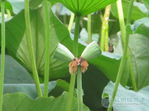 昆明翠湖燕子桥附近发现并蒂莲