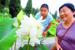 北京：莲花池公园今年首开并蒂莲