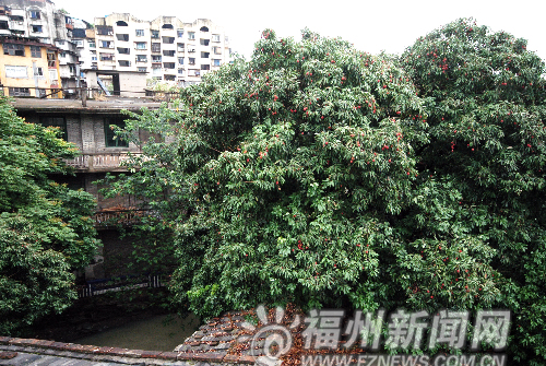 福州：300多岁荔枝树又结硕果 是一株千年荔枝树后代