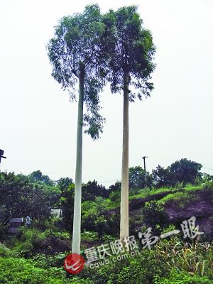 重庆：两棵桉树也怕热一到夏天就“脱衣” 众人称奇