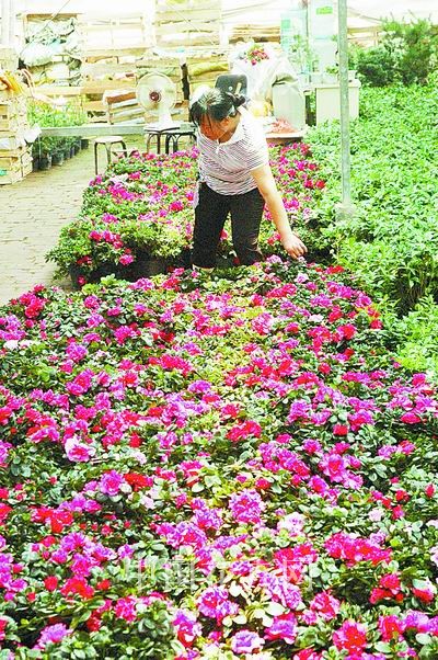 郑州：市场需求量不大 反季节花卉销售需把好“量”