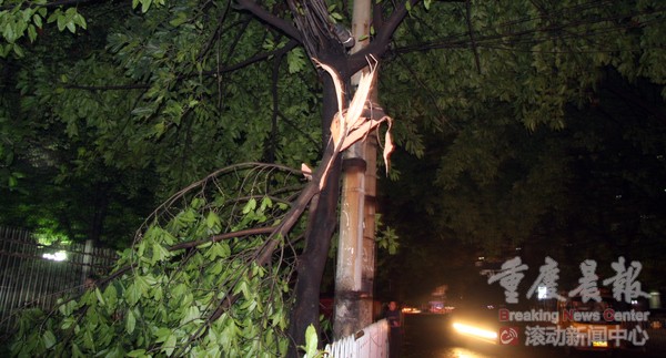 重庆：暴风雨袭击主城 街头满是折断大树