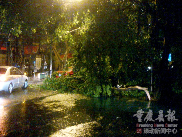 重庆：暴风雨袭击主城 街头满是折断大树