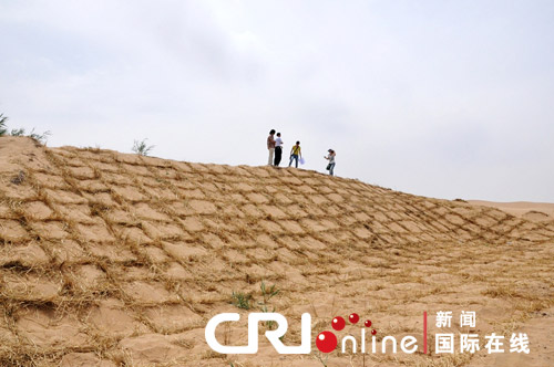 旱生植物点绿沙区 乌兰布和沙漠生机再现