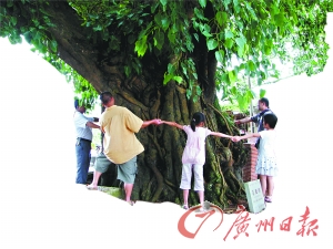 台山：最老菩提树“藏身”灵湖古寺旁（图）