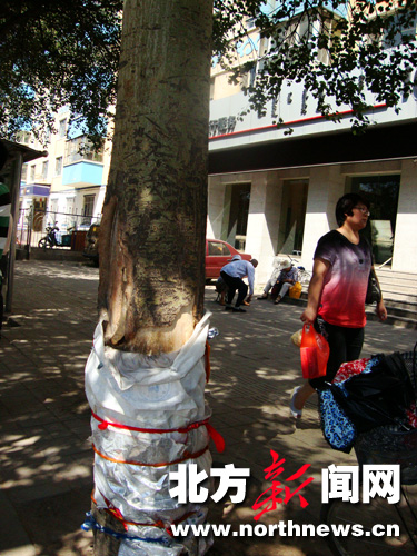 呼和浩特：一棵大树被剥皮 热心市民帮穿衣