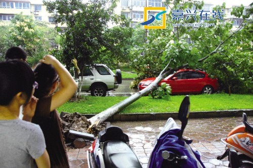 浙江：暴雨突袭 两棵青桐树砸中两辆轿车（图）