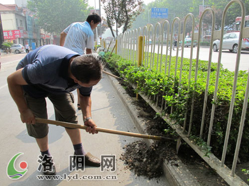 绿化部门排查行道树树穴 读者建议加强协调