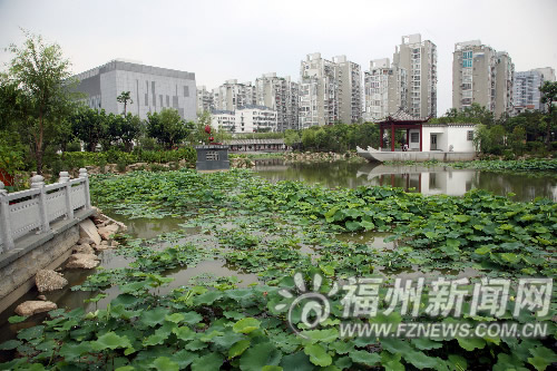 福州：盛开荷花重现茶亭公园 晨八九点是最佳观赏时间