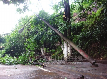 泸州：暴雨突袭 大树倒下交通受阻（图）