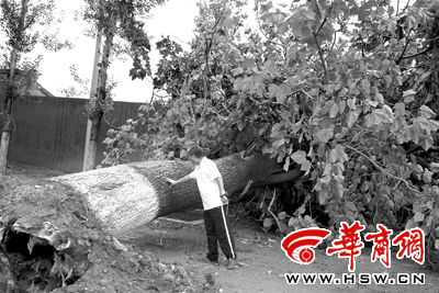 铜川：局地遭飓风袭击 水桶粗桐树被连根拔起(图)