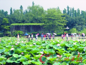 广州：夏花绽放 繁花似锦带给炎炎夏日一丝清凉