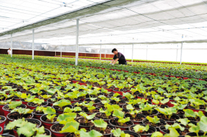节能温室大棚在天津市静海县相继投入使用