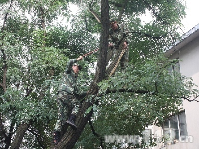 通化：泥石流冲倒大树险压民房 消防伐树解忧