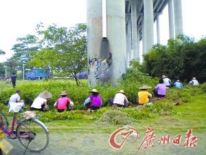 广州：732位农民打造“绿色亚运” 每天辛勤工作9小时