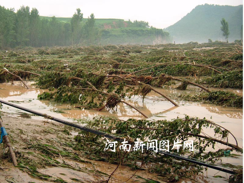 河：淅川遭遇特大洪水 15.2万亩林地受灾损失4.62亿元