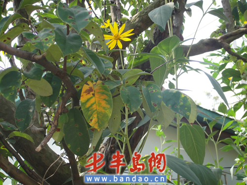 青岛：百年老木瓜树布满黄斑 珍稀树种疑遭幕后黑手