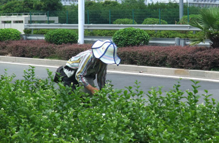 福州：三环路边茉莉花成片开放 引来“采花大盗”