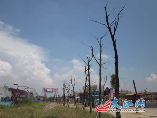 8月23日上午，在南莲路墨山立交处，记者看到道路两侧景观树大面积枯死。