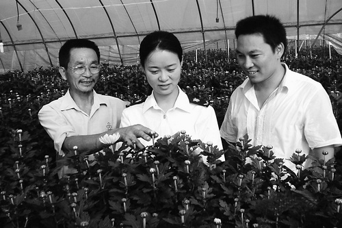 绍兴：检验检疫局层层把关促出口切花质量提升