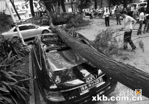 广州：停车场老树断臂砸中三豪车 奥迪车主刚离开