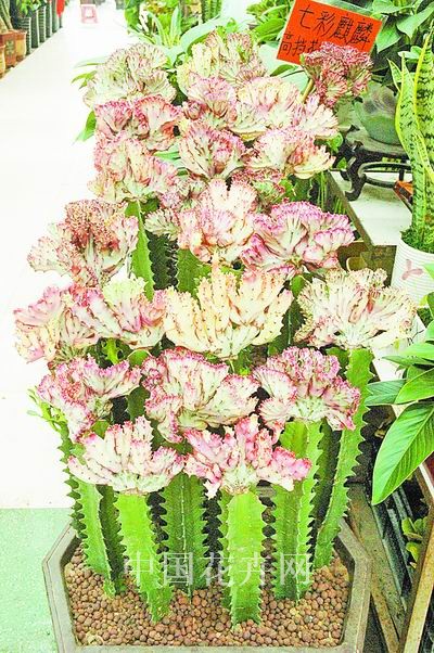 郑州：多肉植物“七彩麒麟”受消费者欢迎