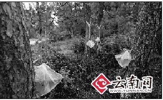 昆明：成片松树被剥皮“抽脂” 网友担心松树挺不住