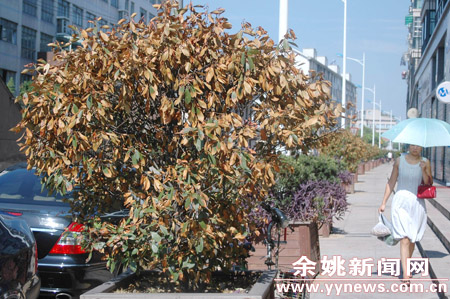 杭州：连续的高温天气 东朝街12株树行将枯死