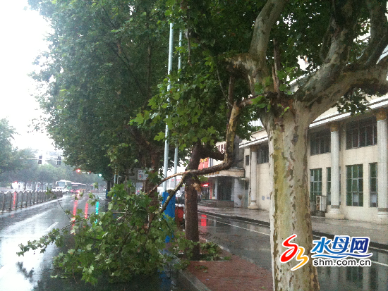 烟台：港城秋雨连绵 摧断路边大树枝（图）