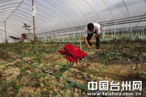 台州：玫瑰代替蘑菇 天台石梁高山蔬菜逐步转型升级