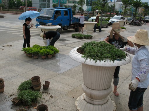 广西：园林部门开展绿化美化行动 种花植草装扮贺州