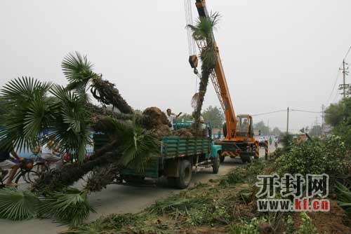 汴梁：龙亭北路修路 百余棵大树搬家