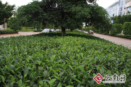 普洱：卖了茶叶养茶树 26亩茶树成就茶城景观道