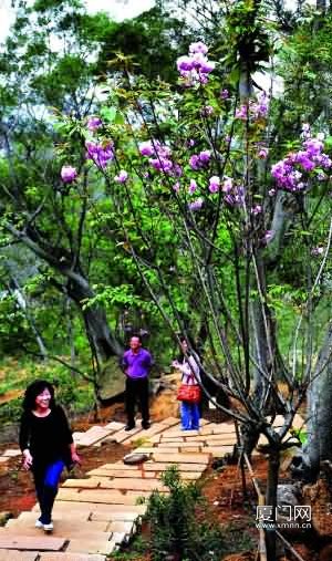 厦门：东芳山将变身山体公园 年底可登山赏樱花