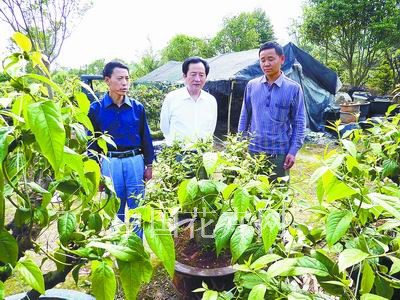 苗木市场持续向好 蜡梅古桩价格飙升